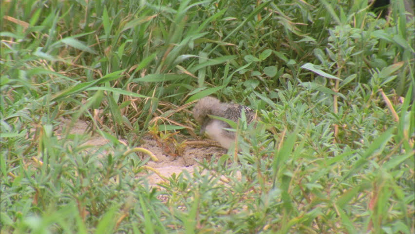 Baby Birds Fell Out Of Nest And Are Waiting To Be Fed By Their Mother ...