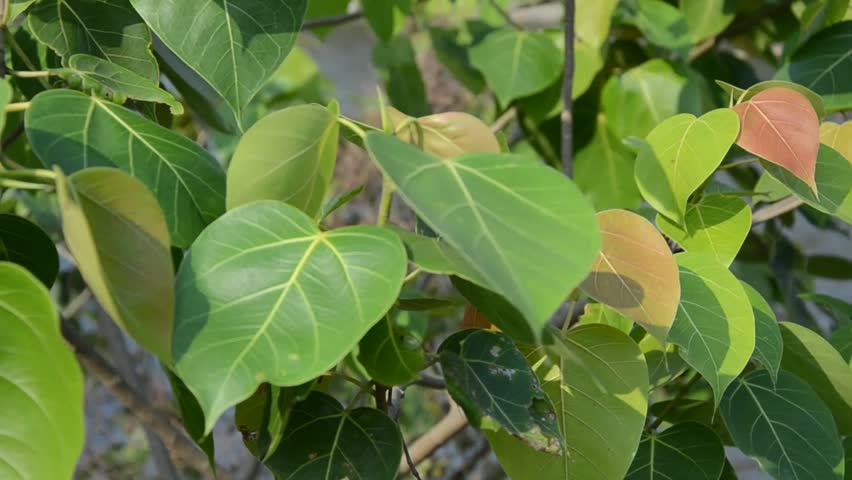 Bodhi Or Peepal Leaf From The Bodhi Tree, Sacred Tree Stock Footage ...