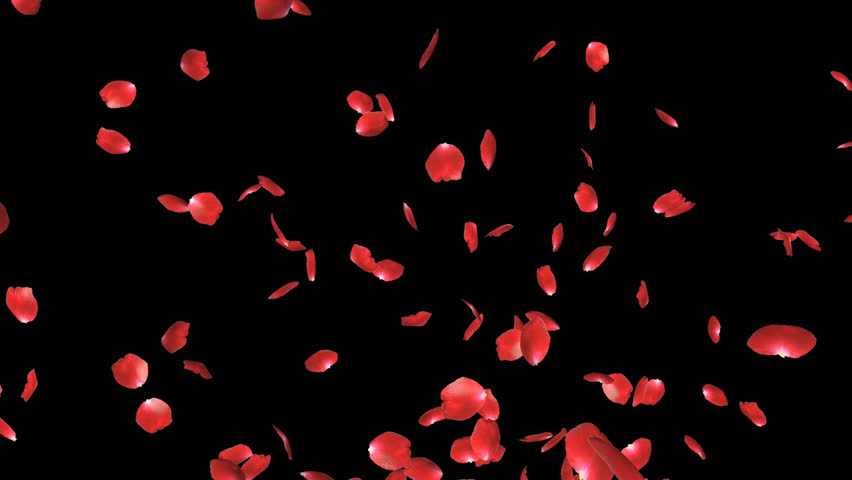 Rose Petals Falling Stock Footage Video 203074 - Shutterstock