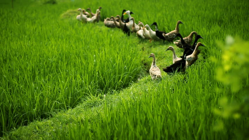 Ducks On A Rice Field In Central Bali Stock Footage Video 5811509 ...
