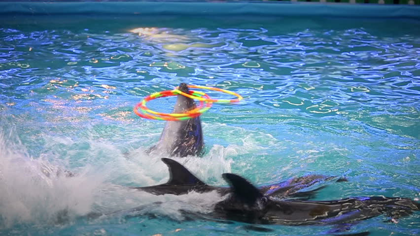 Dolphinarium. Dolphin Playing In The Pool With Four Hoops. Slow Motion ...