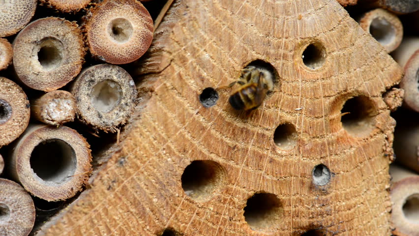 Female Wild Bee Osmia Bicornis Closeing His Nest. With Sand. Solitary ...