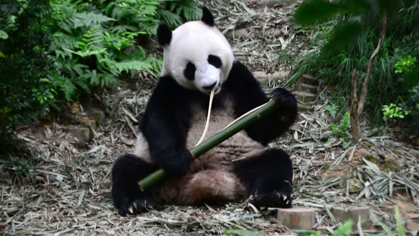 Panda Scratching Head In Zoo Stock Footage Video 8182597 - Shutterstock