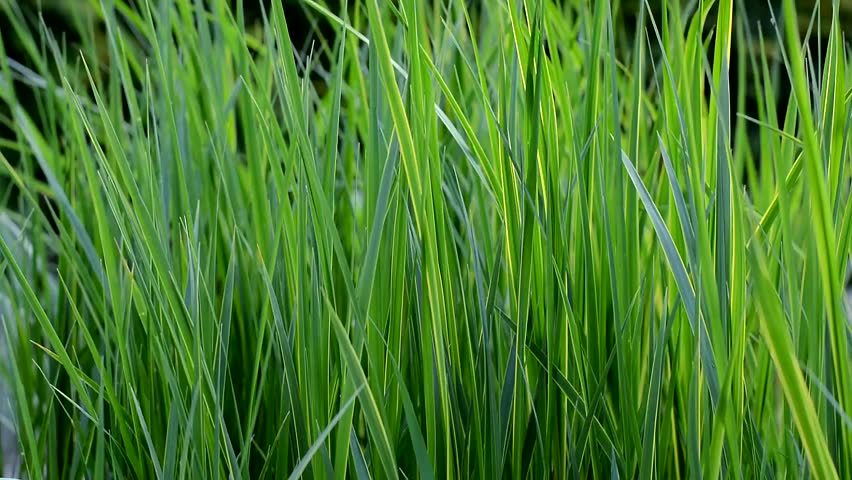 Tall Green Grass Gently Waving In The Wind Stock Footage Video 2535521 ...