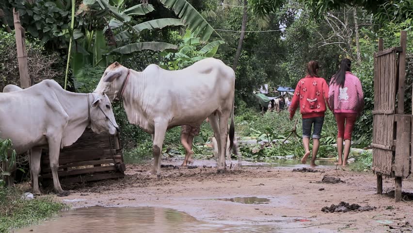 Cambodia - October 2013. Young Girls Are Walking With Bare Feet On A ...