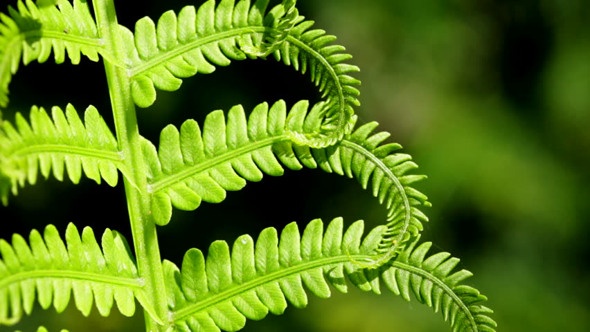 Close-up Of New Northern Lady Fern (Athyrium Felix-femina) Fronds ...