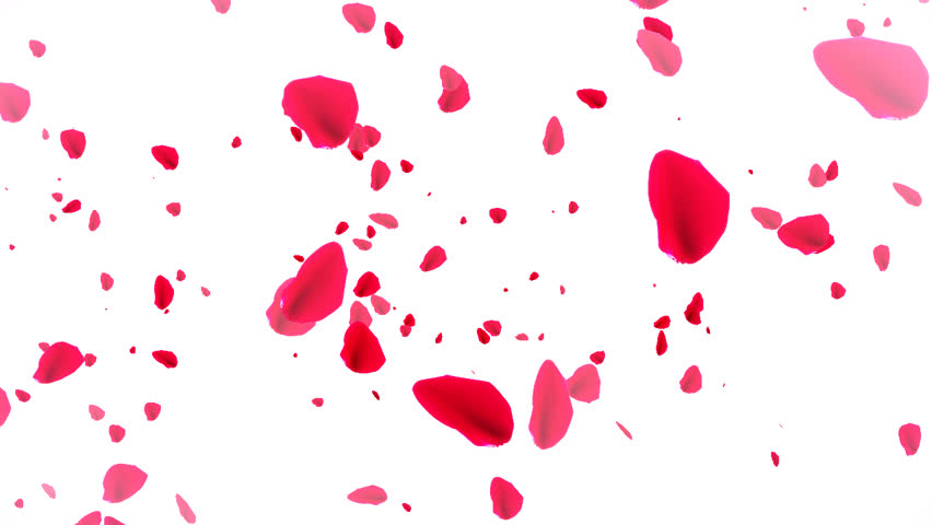 Flying Rose Petals In The Sky With Sun. HD 1080. Looped Animation ...