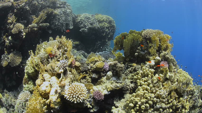 POV Of Scuba Diver Or Animal Swimming Over Coral Reef With Both Hard ...
