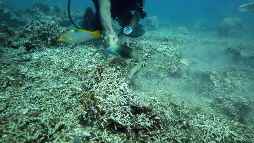 Scuba Diver Turning Over Dead Coral For Scavenging Coral Reef Fish ...