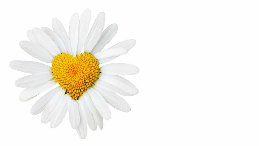 Daisy-heart rotation - HD stock footage clip