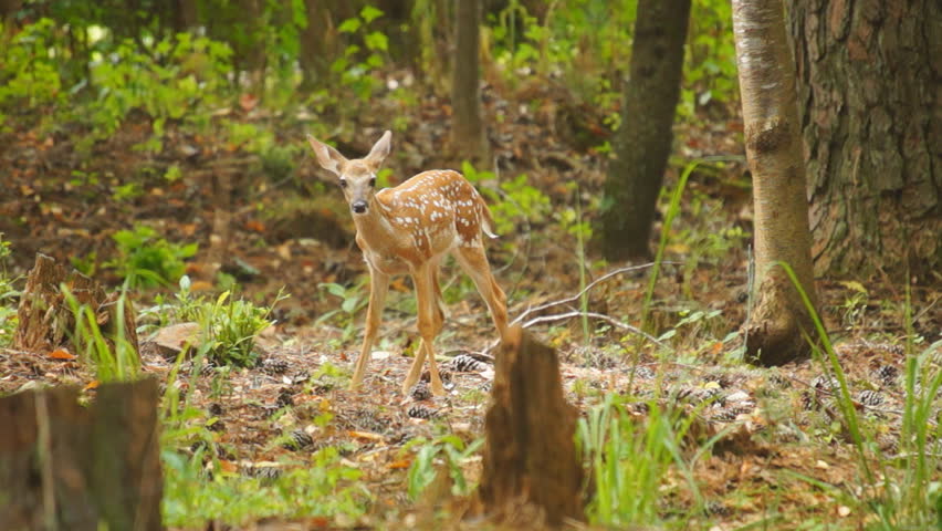 Fawn Whitetail Deer (Odocoileus Virginianus) Hiding In The Forest. July ...