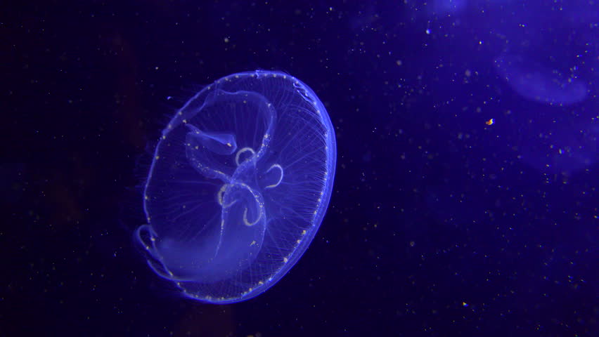 Blue Jellyfish Float In The Ocean. Stock Footage Video 7538773 ...