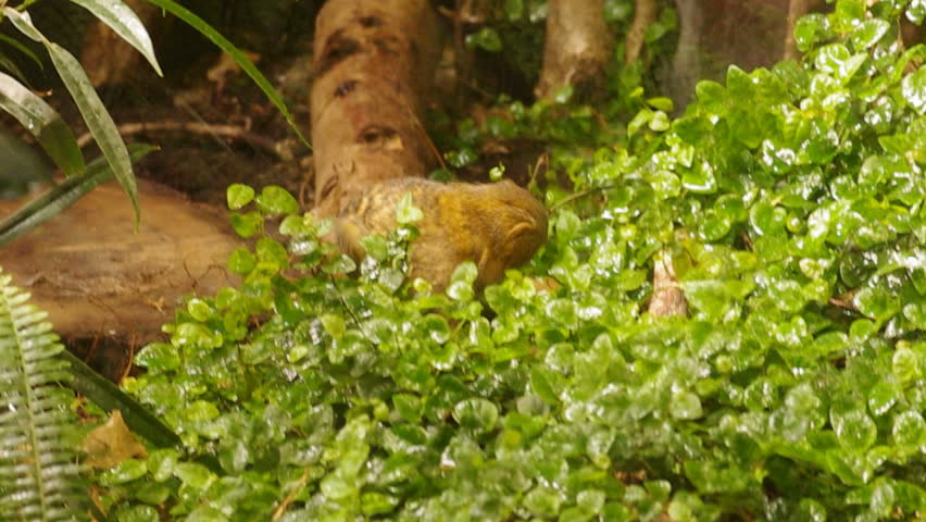 Roosmalens' Dwarf Marmoset (Callibella Humilis Or Callithrix (Calibella ...