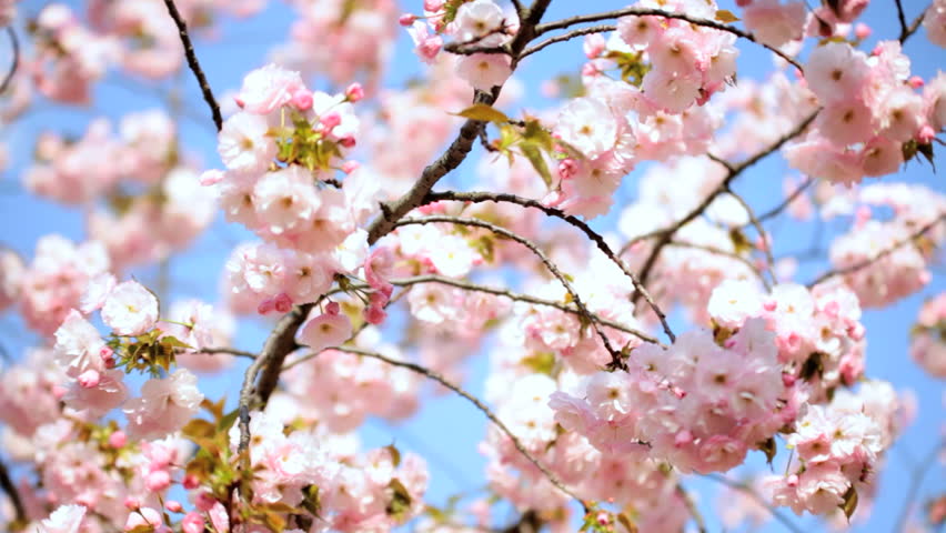 Sunlight Sakura Tree Japanese Cherry Blossom Shinjuku Gyoen National ...