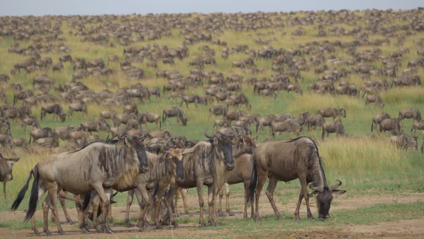 A Herd Of Wildebeests. Safari In Tanzania Stock Footage Video 13198796 ...