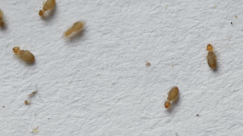 Book Lice Seen At 10x Macro. Booklice Of The Psocoptera Order; Feed On ...