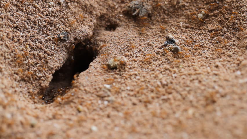 Ant Moving On Rock. Stock Footage Video 2184487 - Shutterstock