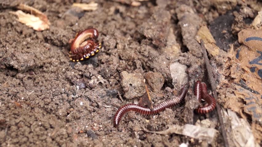 Millipede Creep On The Ground Stock Footage Video 9083999 - Shutterstock