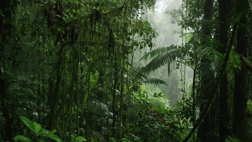 Dominica Rainforest Stock Footage Video 4695896 - Shutterstock