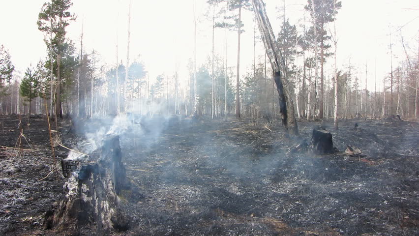 Forest After Fire. The Fire, Embers And Ash. Stock Footage Video 941671 ...