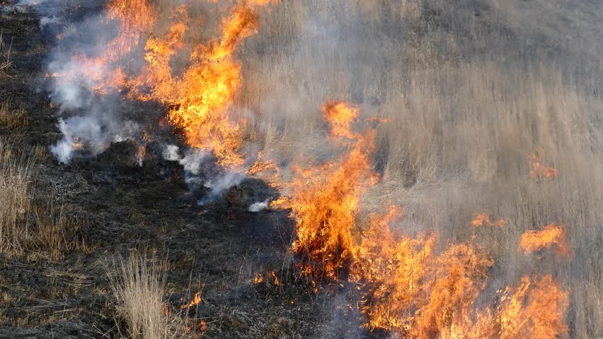 Grass Burning In Forest Stock Footage Video 1964386 - Shutterstock