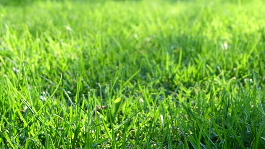 Lush Green Grass Blowing In The Wind Stock Footage Video 1126708 ...