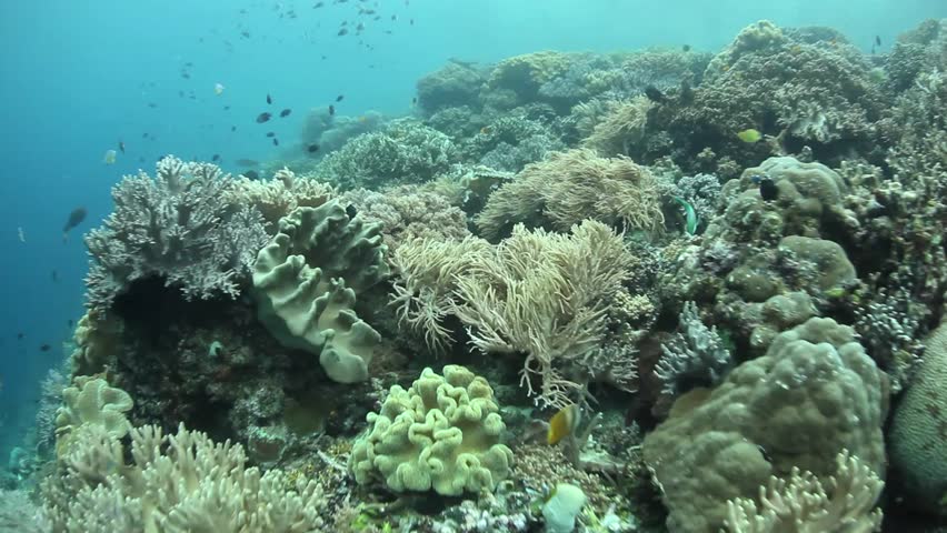 A Coral Reef Grows Near A Limestone Island In Raja Ampat, Indonesia ...