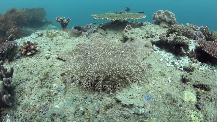 A Tasseled Wobbegong (Eucrossorhinus Dasypogon) Lies On The Seafloor Of ...