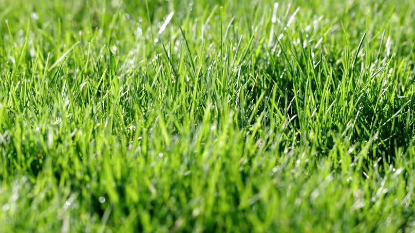 Wind Blowing Fresh Green Grass Stock Footage Video 1167553 - Shutterstock