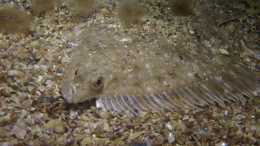 Flounder Skims Across Ocean Floor In Cape Cod, Massachusetts. Stock ...